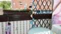 Balkon EG